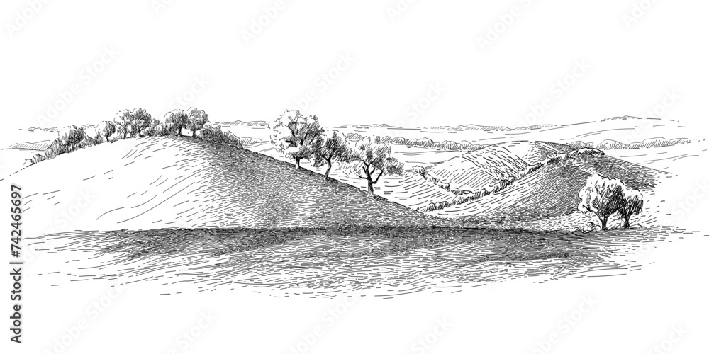 Fototapeta premium Grass on the fields hill landscape. Set of fruit trees: olive, apple, plum, apricot. Orchard, grove. Vector realistic black and white vintage sketch illustration