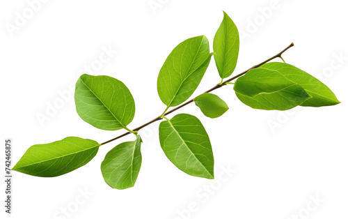 Green Leaves on Tree Branch. A close up view of a tree branch adorned with lush green leaves, showcasing the beauty of natures foliage in a vibrant green hue.