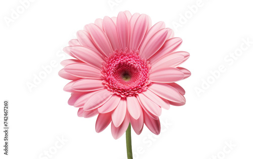 Pink Flower. A pink flower showcasing its vibrant color and delicate petals. The contrast between the flower and the background creates a visually striking image.