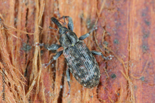 Dorytomus taeniatus A weevil of the family Curculionidae trophically associated with willows (Salix). photo