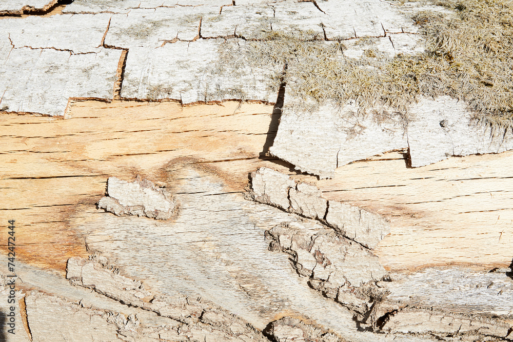 Fototapeta premium Holzstapel, Cobbenrode, Sauerland, HSK,