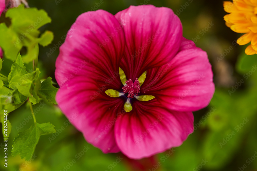 Wildblumen Wildblumen
