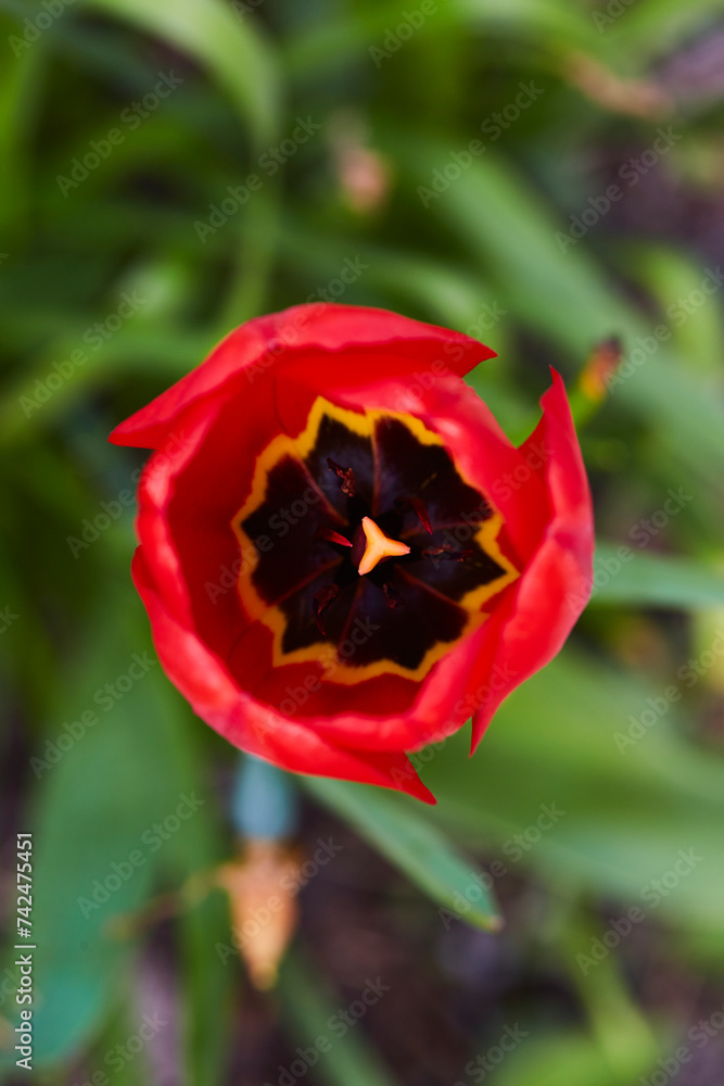 Tulpen in Bad Westernkotten, Kreis Soest, Kurpark 2023 Tulpen in Bad Westernkotten, Kreis Soest, Kurpark 2023