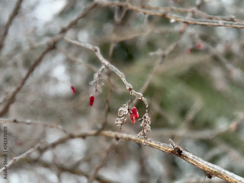 a branch of a barberry with red berries iced over after an icy rain during a thaw in winter during the onset of a cyclone
