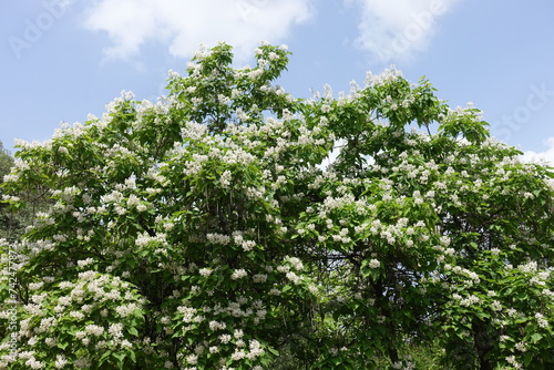 Abundant white flowers of Catalpa bignonioides tree against blue sky in June