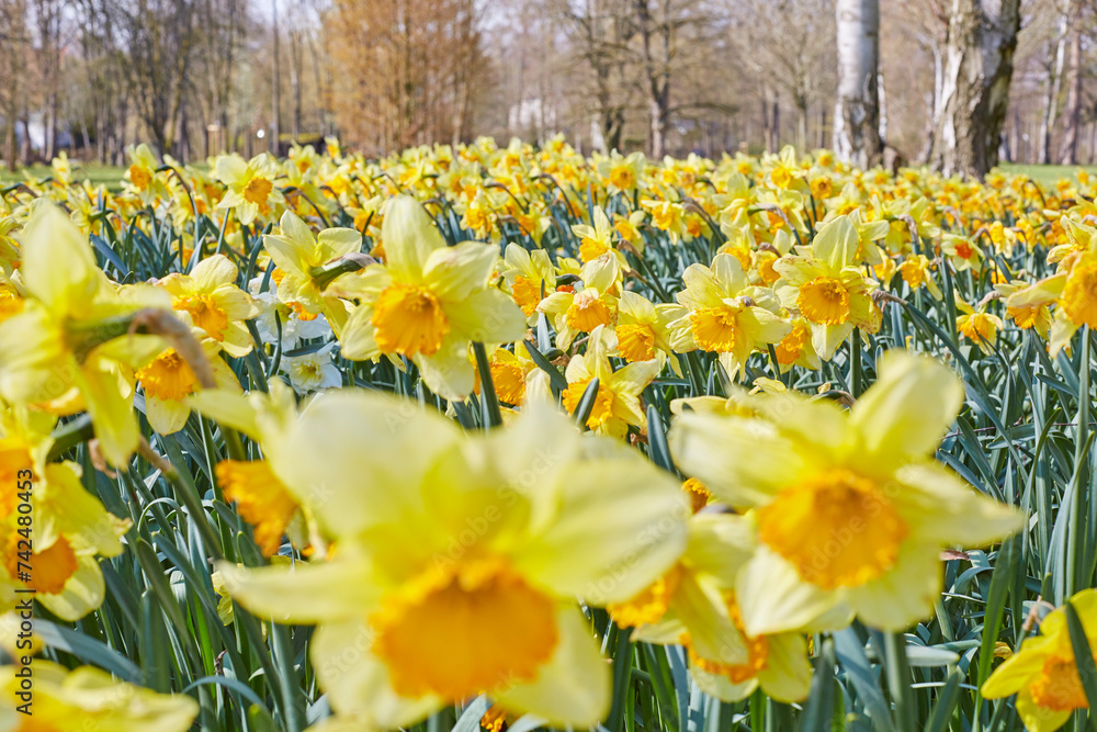 Obraz premium Gelbe Narzissen im Kurpark von Bad Westernkotten, Kreis Soest, Frühjahr 2023