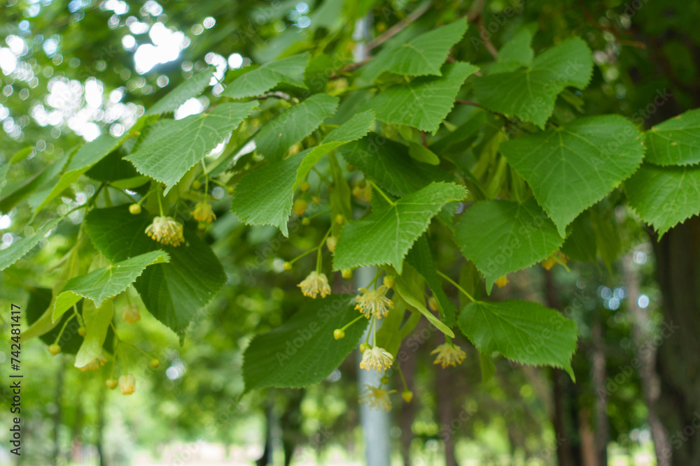 Obraz premium Beginning of florescence of linden tree in mid June
