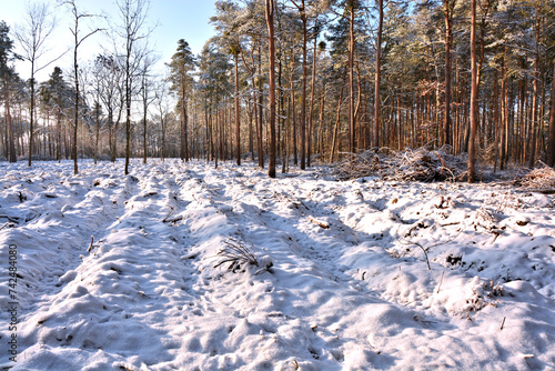Winterwald mit Tannen und Kiefern photo