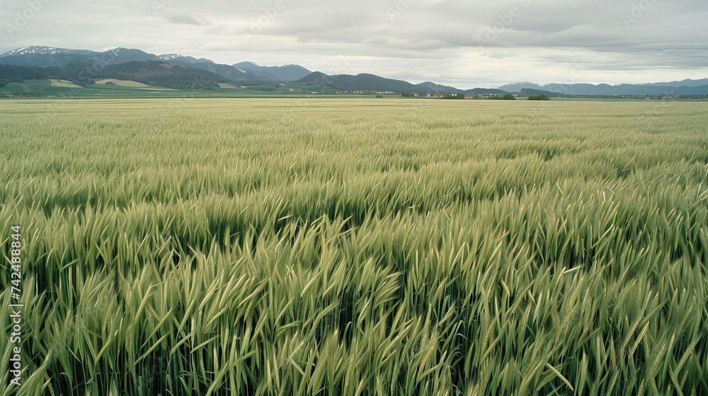 Germany- bavaria- vast barley field in spring