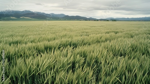 Germany- bavaria- vast barley field in spring