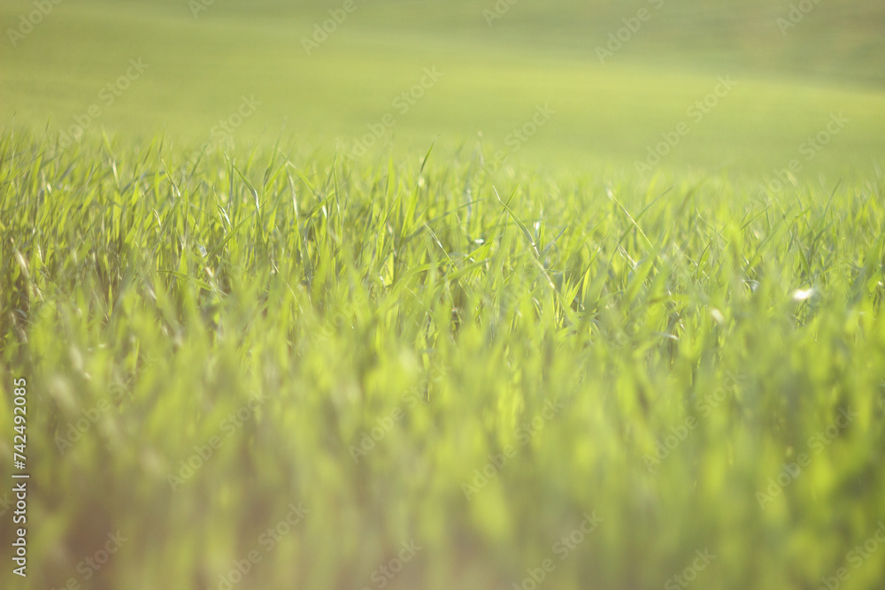 Young wheat field in springtime