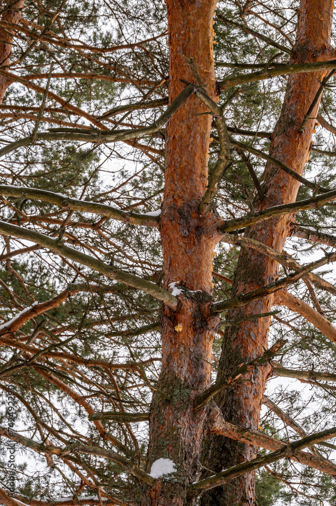 Pine trunk covered with lichen and snow in a winter forest.