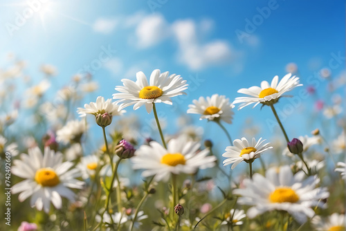 A field full of white daisies under a blue sky