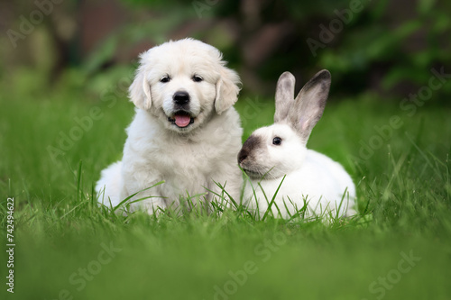 happy puppy and bunny posing together outdoors on grass