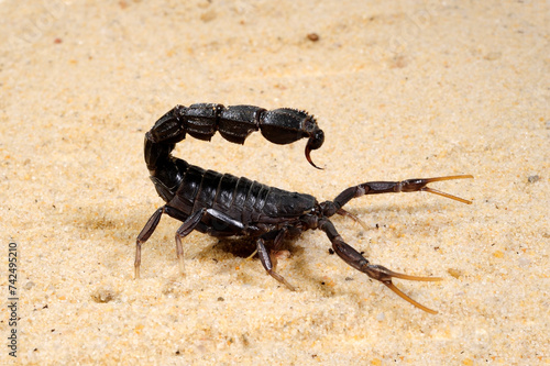 Black fat-tailed scorpion // Schwarzer Dickschwanzskorpion (Androctonus bicolor)