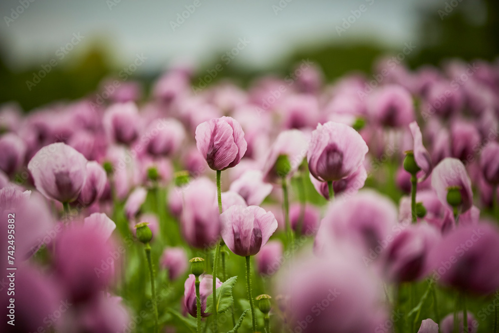 Lila Mohn und Roter Mohn, Mohnfeld in Bad Salzufeln, Juni 2023
Lila Mohn und Roter Mohn, Mohnfeld in Bad Salzufeln, Juni 2023