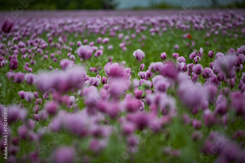 Lila Mohn und Roter Mohn  Mohnfeld in Bad Salzufeln  Juni 2023  