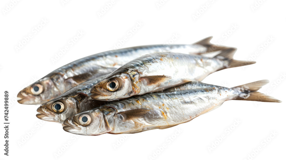 Fresh raw sardines isolated on transparent and white background.PNG image Fresh raw sardines isolated on transparent and white background.PNG image