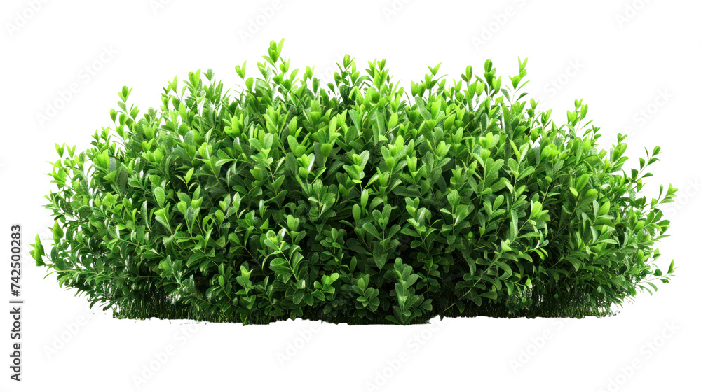 green bush isolated on transparent and white background.PNG image
green bush isolated on transparent and white background.PNG image