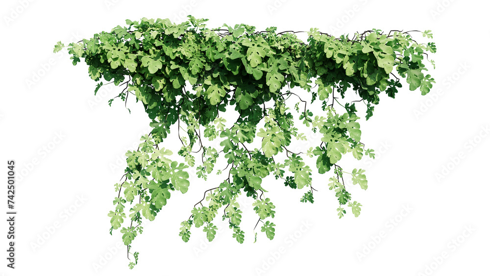 Plant and flower vine green ivy leaves tropic hanging, climbing isolated on transparent background. Plant and flower vine green ivy leaves tropic hanging, climbing isolated on transparent background.