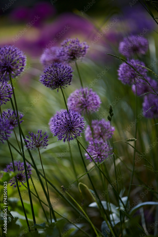 Obraz premium Lila Riesenlauch, Allium Giganteum, Mai 2023, Greifswald-Wieck, Mühlentag, Mecklenburg Vorpommern