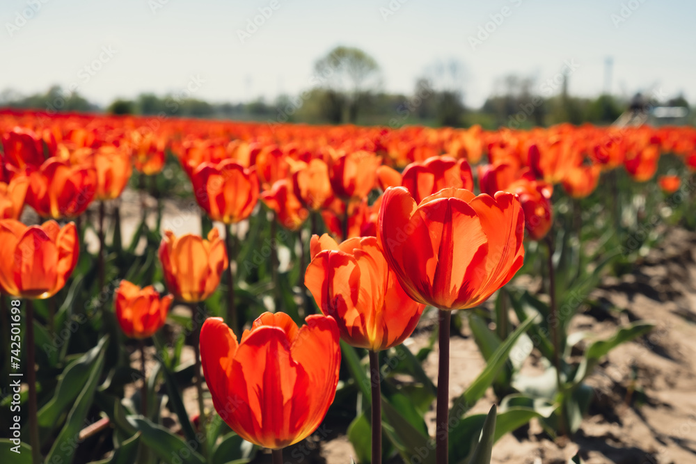 Tulip flowers blooming in the garden field landscape. Stripped tulips growing in flourish meadow sunny day Keukenhof. Beautiful spring garden with many red tulips outdoors. Blooming floral park in