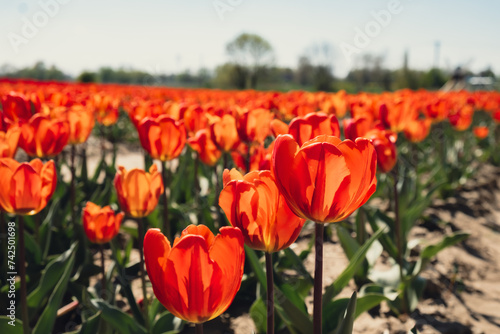 Tulip flowers blooming in the garden field landscape. Stripped tulips growing in flourish meadow sunny day Keukenhof. Beautiful spring garden with many red tulips outdoors. Blooming floral park in