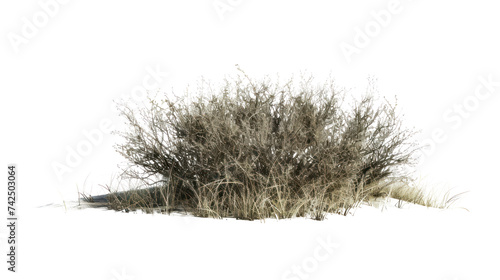 Dry grass with grass isolated on transparent and white background.PNG image