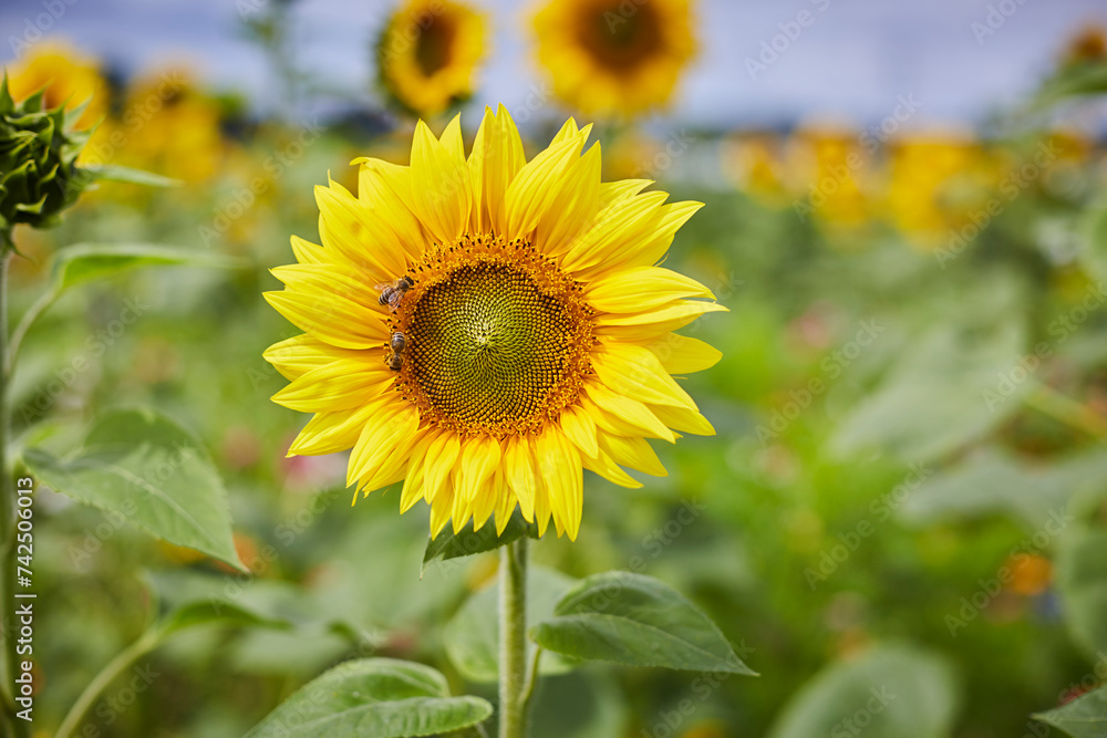 Sonnenblumenfeld und Wildblumen in Ende Bremen, Kreis Soest Sonnenblumenfeld und Wildblumen in Ende Bremen, Kreis Soest