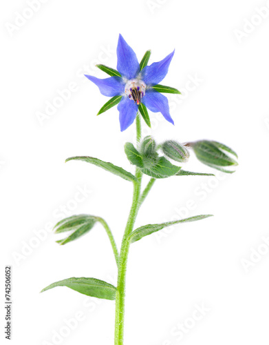 Fotografie Borage flowers isolated on a white background