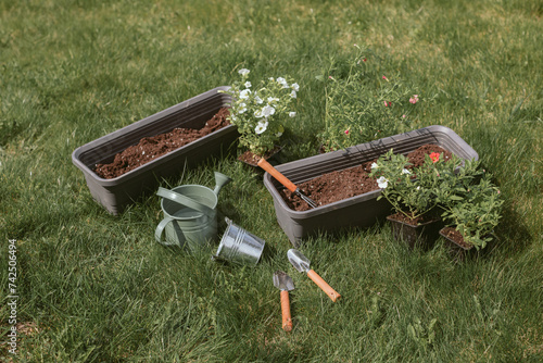 Close-up of white trailing petunias (calibrachoa), watering can, plant pots and gardening equipment on a lawn ready for repotting, Belarus