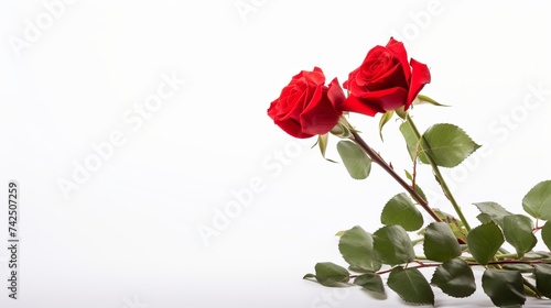 Red rose bouquet isolated on white background