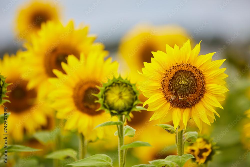Sonnenblumenfeld und Wildblumen in Ende Bremen, Kreis Soest
Sonnenblumenfeld und Wildblumen in Ende Bremen, Kreis Soest