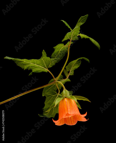 Flora of Gran Canaria -  Canarina canariensis, Canary bellflower photo