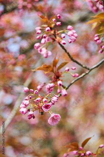 Kirschblütenbaum im Mai, Aufblühen im Kurpark in Bad Sassendorf 