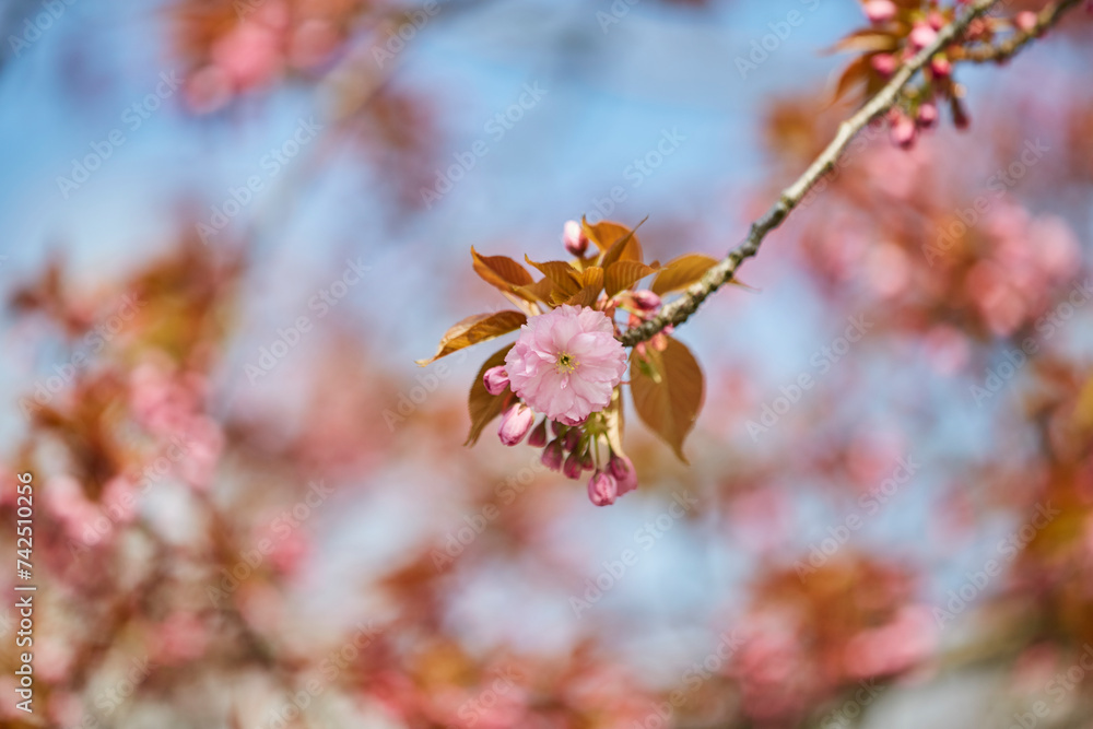 Kirschblütenbaum im Mai, Aufblühen im Kurpark in Bad Sassendorf 