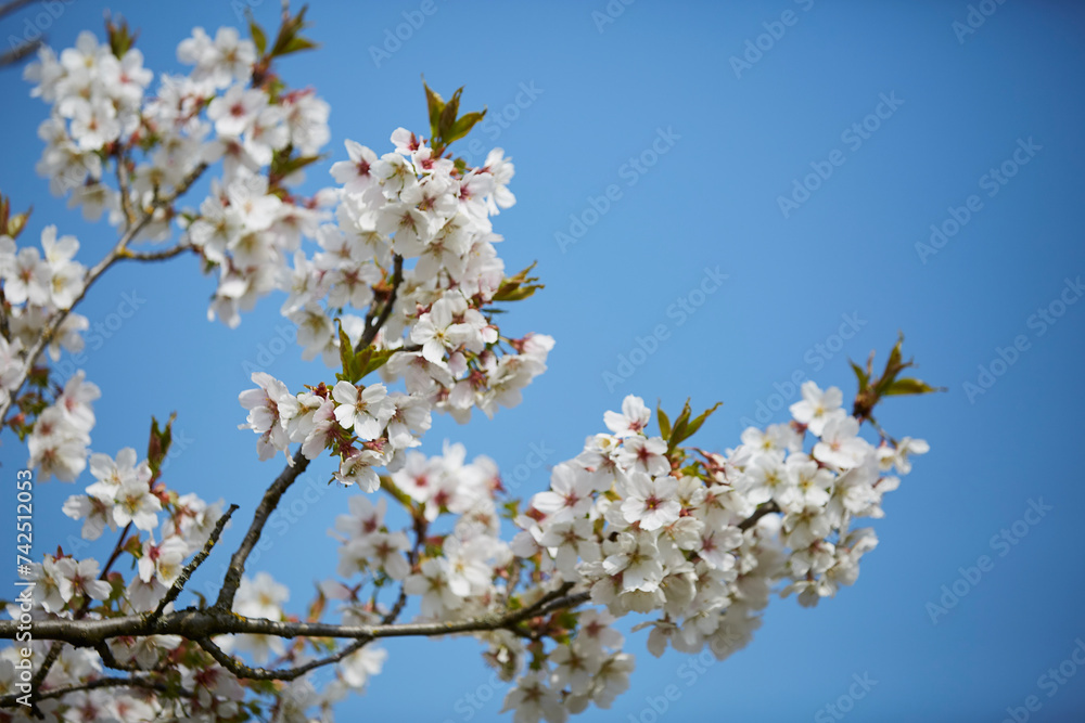 Kirschblütenbaum in verschiedenen Perspektiven