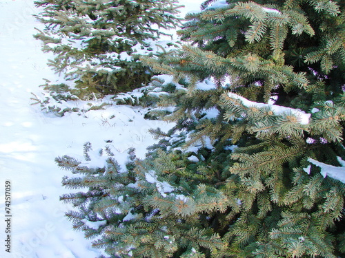A snow-covered evergreen spruce always pleases the eye of a casual passer-by in winter.