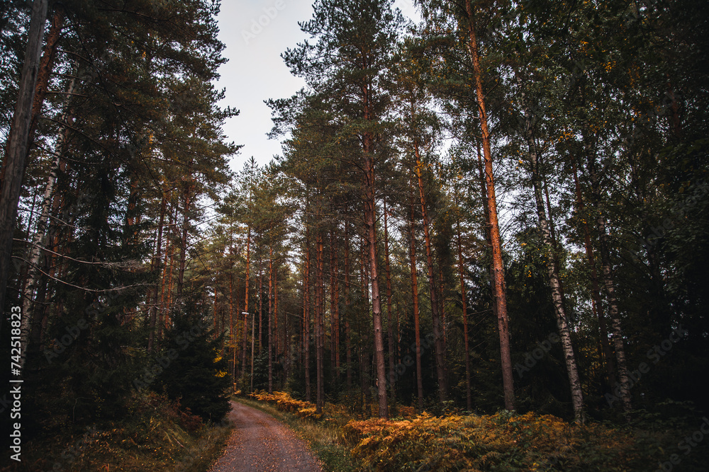 Obraz premium path in the forest