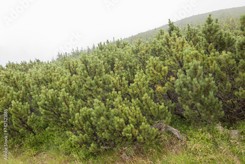 mountain levels of vegetation, dwarf mountain pine forest level on the mountainside, Pinus mugo photo
