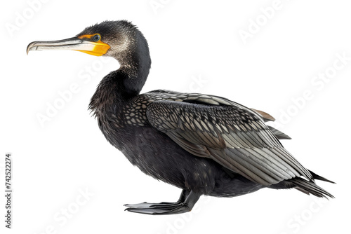 Cormorant isolated on transparent background photo