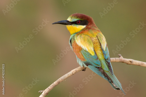 portrait of a spectacularly colored male bee-eater sitting sideways on a stick, merops apiaster