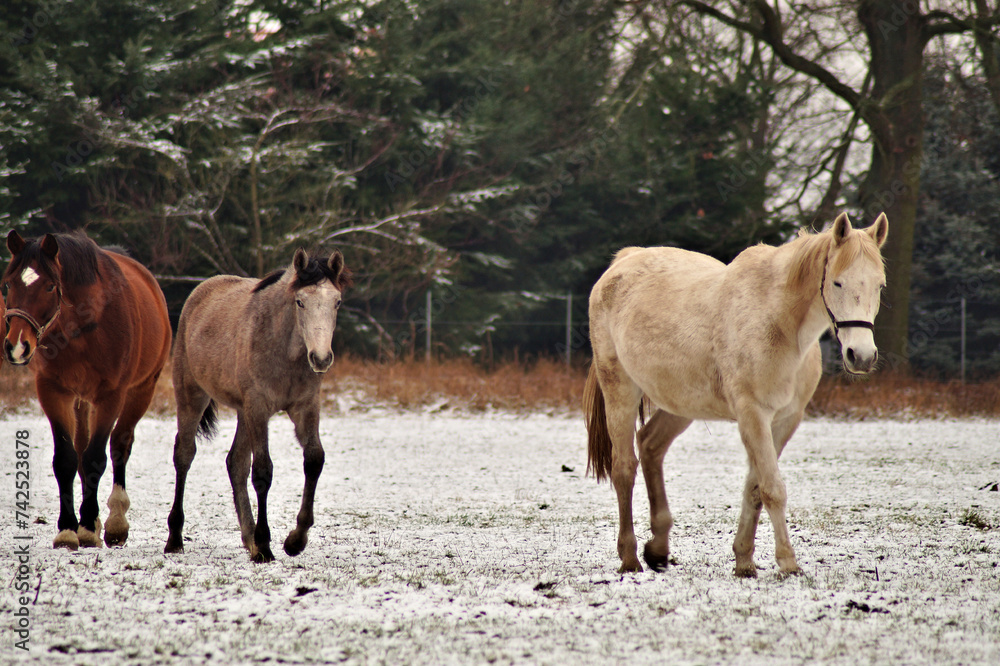 Fototapeta premium Pferde auf verschneiter Koppel