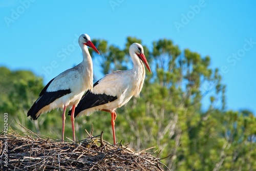Couple of white storks perched in the nest.