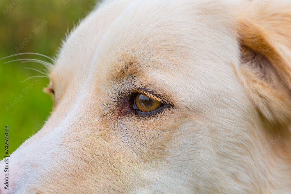 close up of a dogs eye