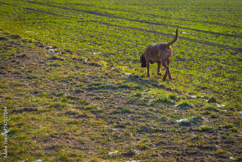 tracker dog sniffing on the ground