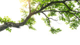 tree branch  isolated on transparent and white background.PNG image