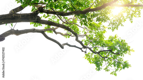 tree branch  isolated on transparent and white background.PNG image