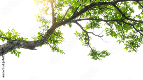 tree branch  isolated on transparent and white background.PNG image