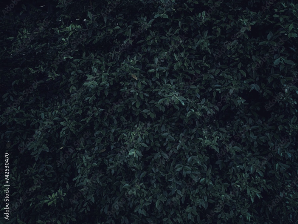 Obraz premium Dark green leaf background abstract